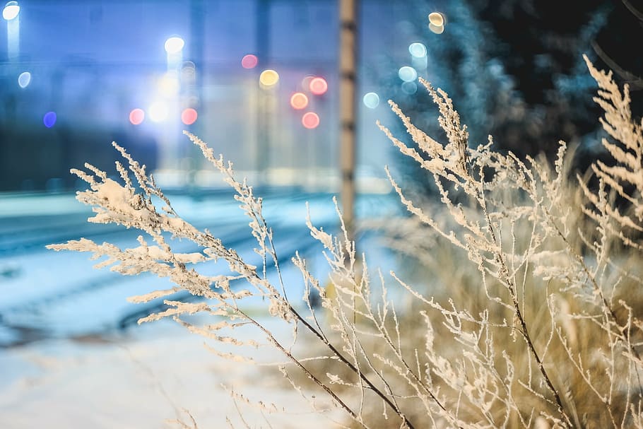 closeup photo of brown grass, snow, bush, light, nature, cold HD wallpaper