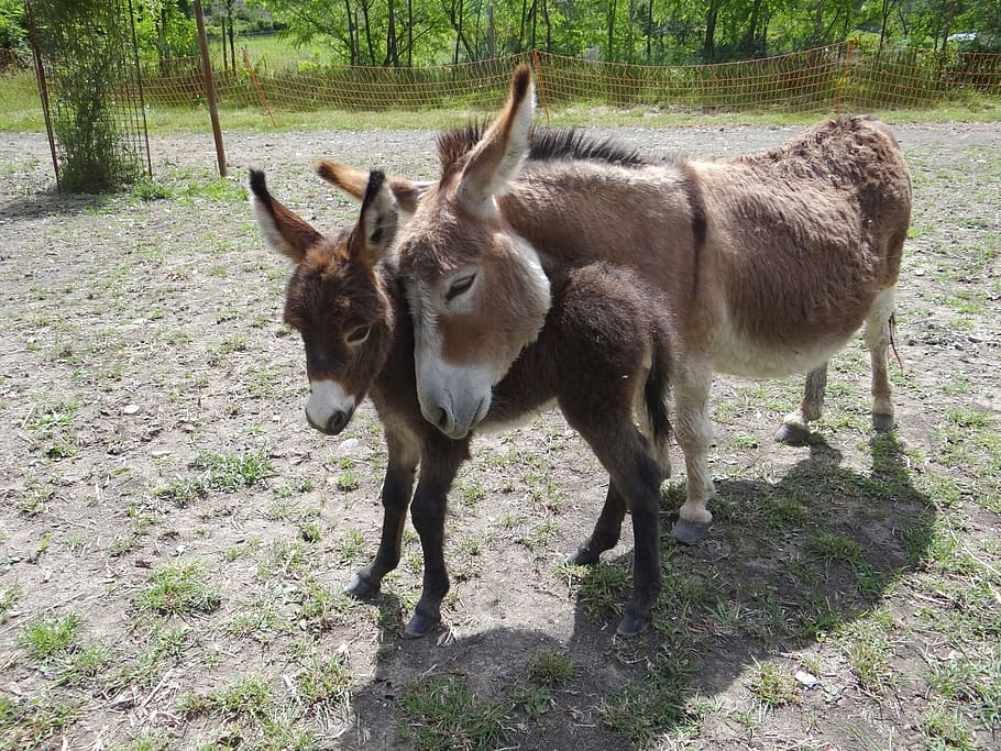 donkeys, us, american, mammal, animal themes, vertebrate, domestic animals HD wallpaper