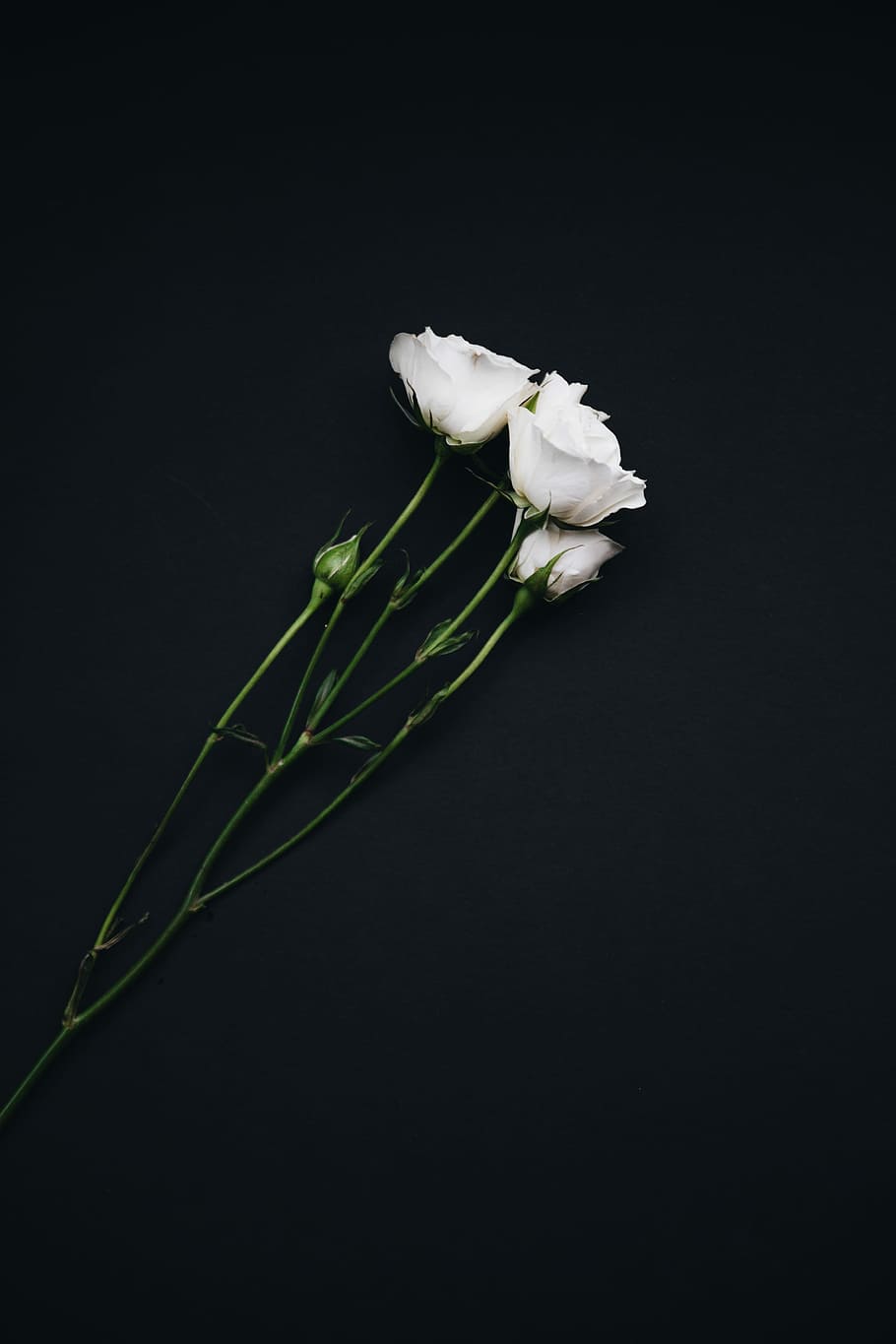 HD wallpaper: three white roses, flatlay, black background, flower, white  flower | Wallpaper Flare