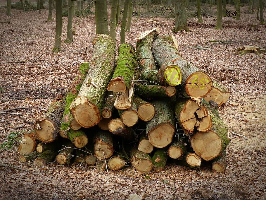 wood, forestry, tree, log, like, timber industry, tree trunks HD wallpaper