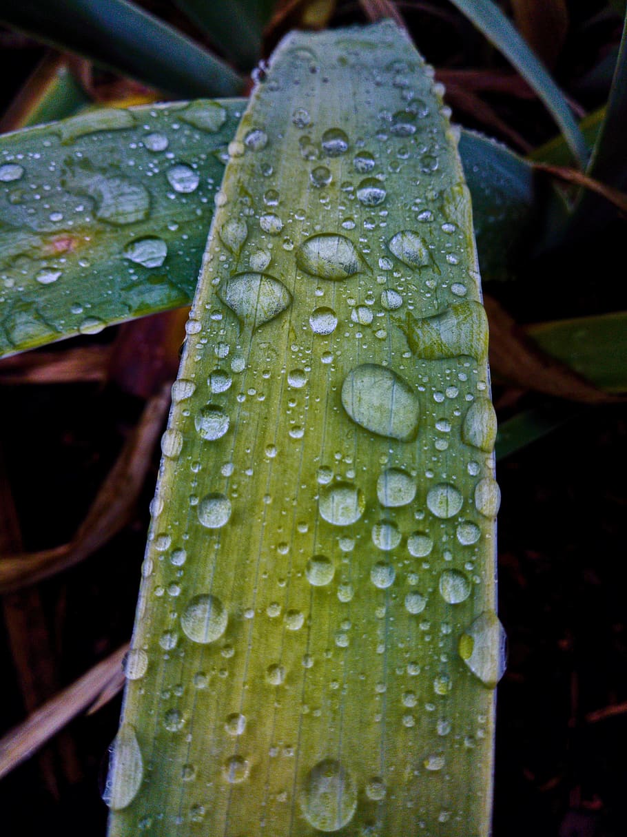 backgrounds, flora, droplets, nature, leaf, fall, close-up HD wallpaper