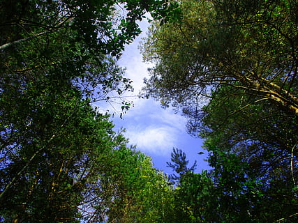 trees, forest, sky, window, foliage, stroll, view, up, nature HD wallpaper