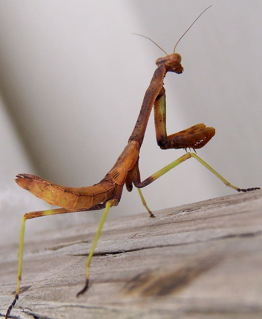 Praying Mantis, Insect, Wildlife, small, antennae, thorax, entomology HD wallpaper