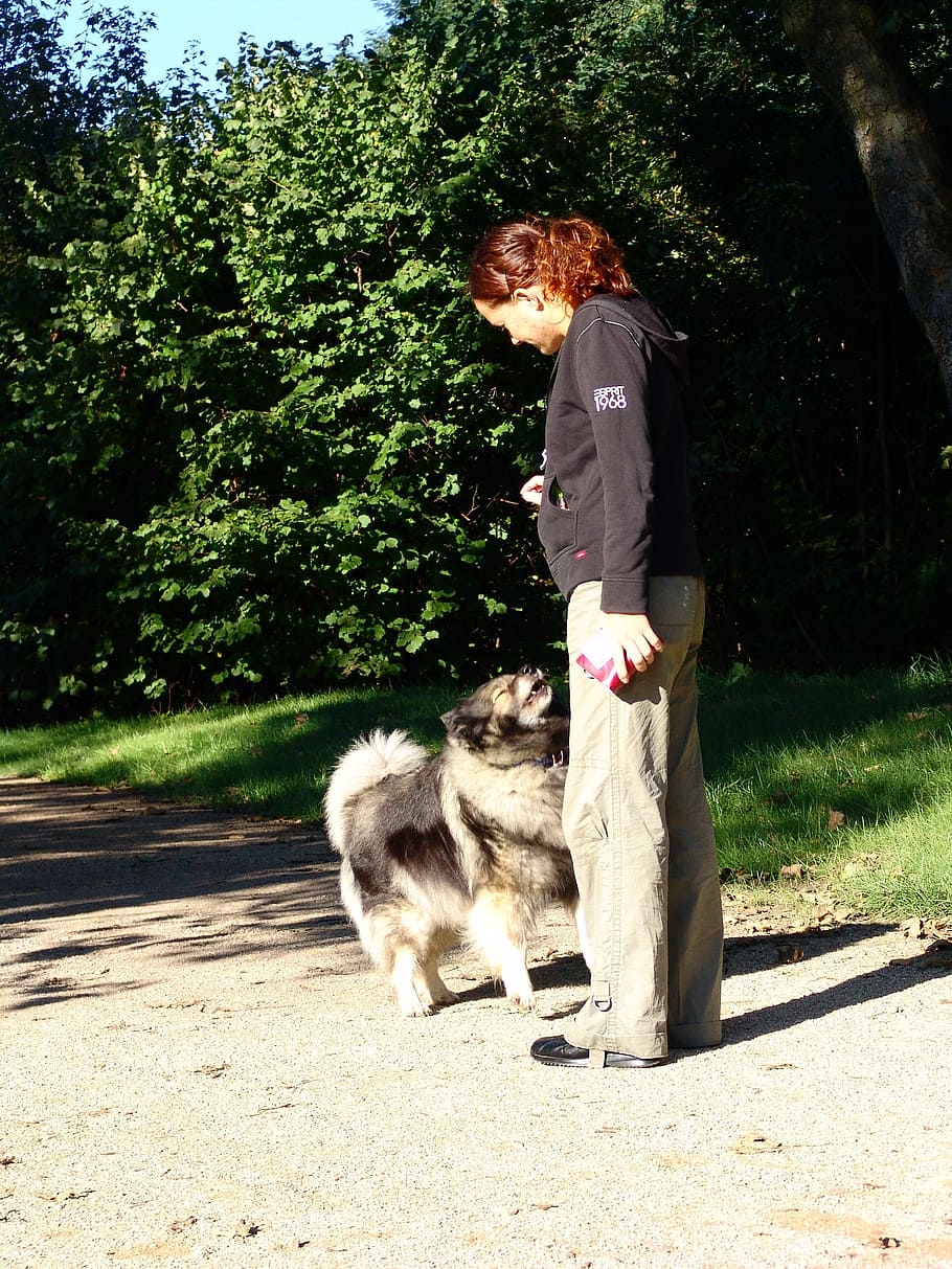 dog, educate, education, keeshond, dog breed, teaching, skills HD wallpaper