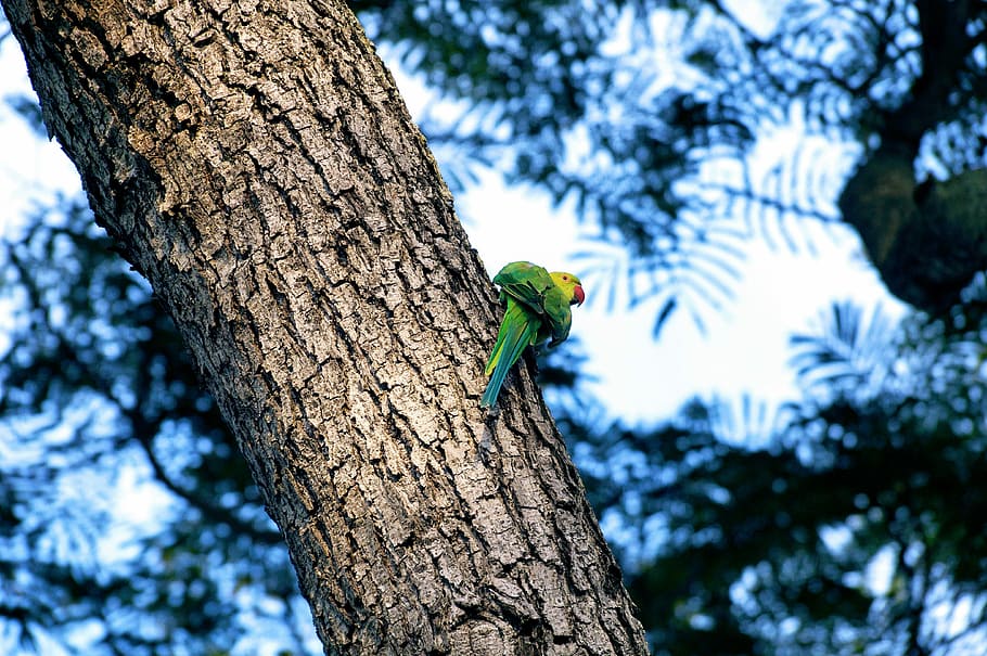 green bird on tree, green and yellow bird perching on tree trunk HD wallpaper