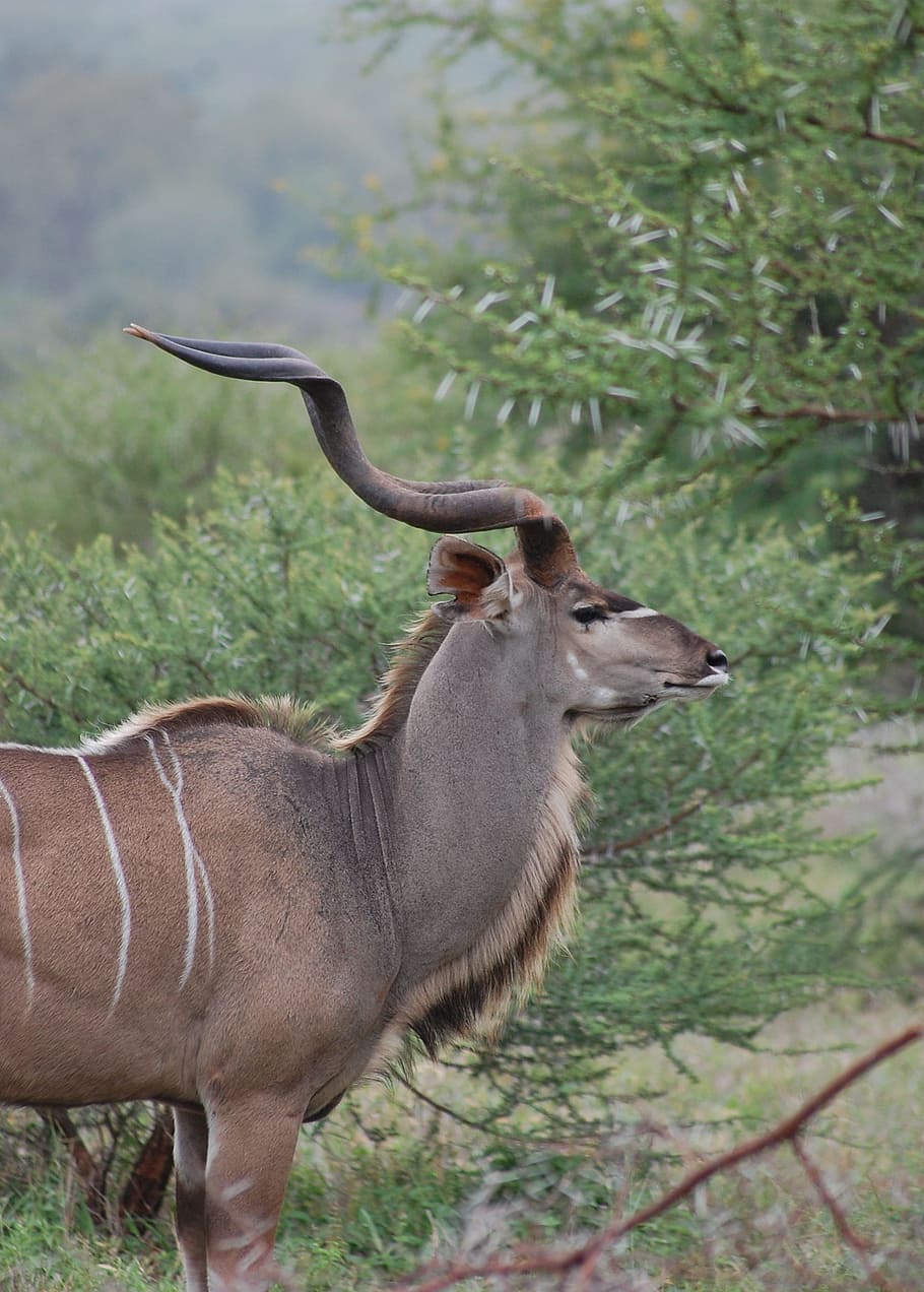 kudu, horns, africa, animal, wildlife, zoology, mammal, species, HD wallpaper