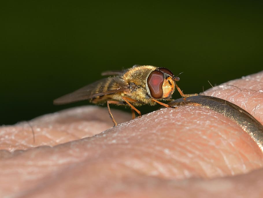 insects, diptera, episyrphus, animal wildlife, invertebrate HD wallpaper