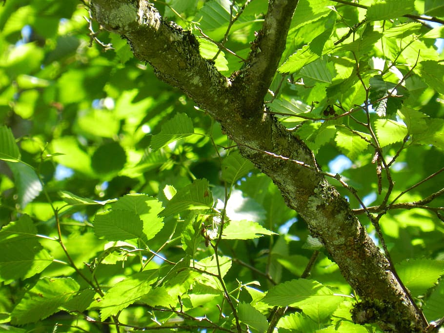 tree, branch, leaves, nature, green, forest, woods, lush, foliage HD wallpaper