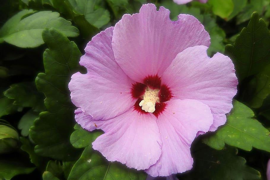 Hibiscus, Blossom, Bloom, Pink, Mallow, flower, pink color HD wallpaper