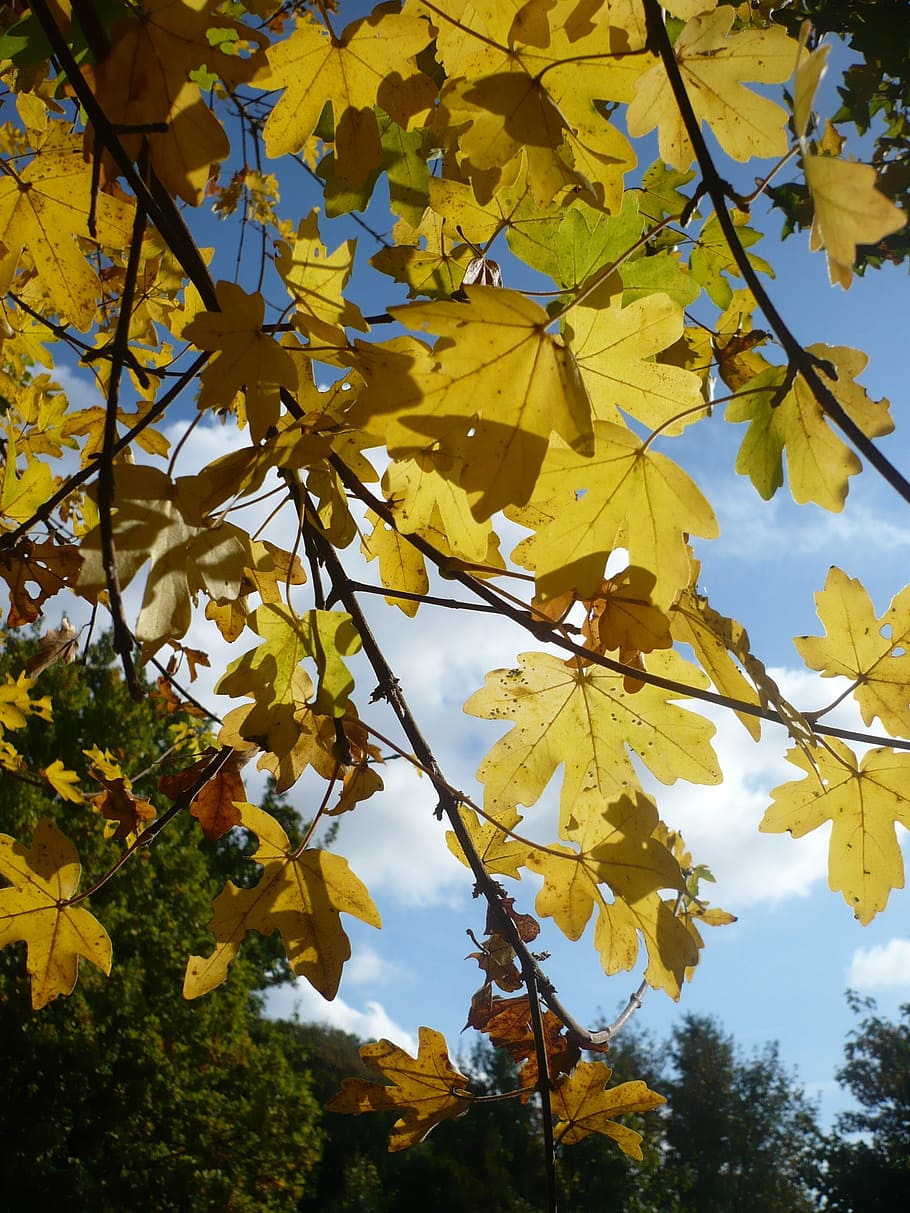 maple, tree, leaves, autumn, nature, sky, landscapes, clouds HD wallpaper