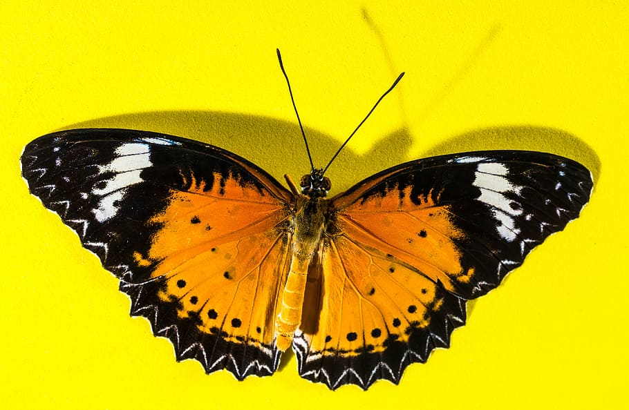 brown, white, and black admiral butterfly closeup photography HD wallpaper