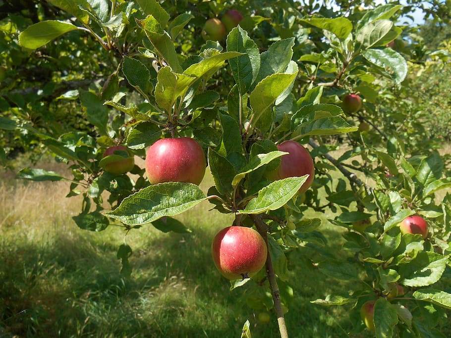 apple tree, orchard, apples, garden, food, summer, healthy HD wallpaper