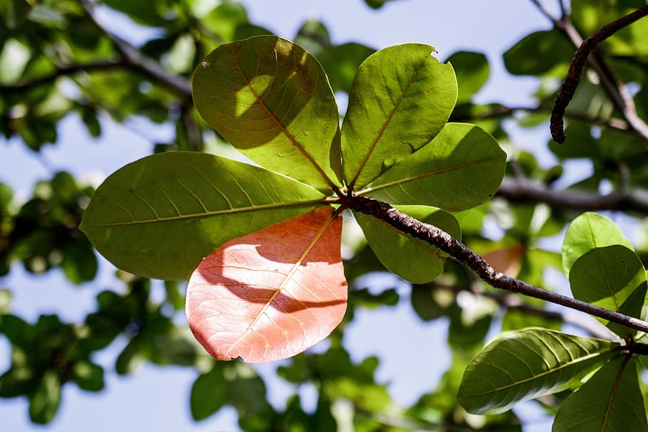 Catappa, Leaf, Leaves, Branch, green, red, different, summer HD wallpaper