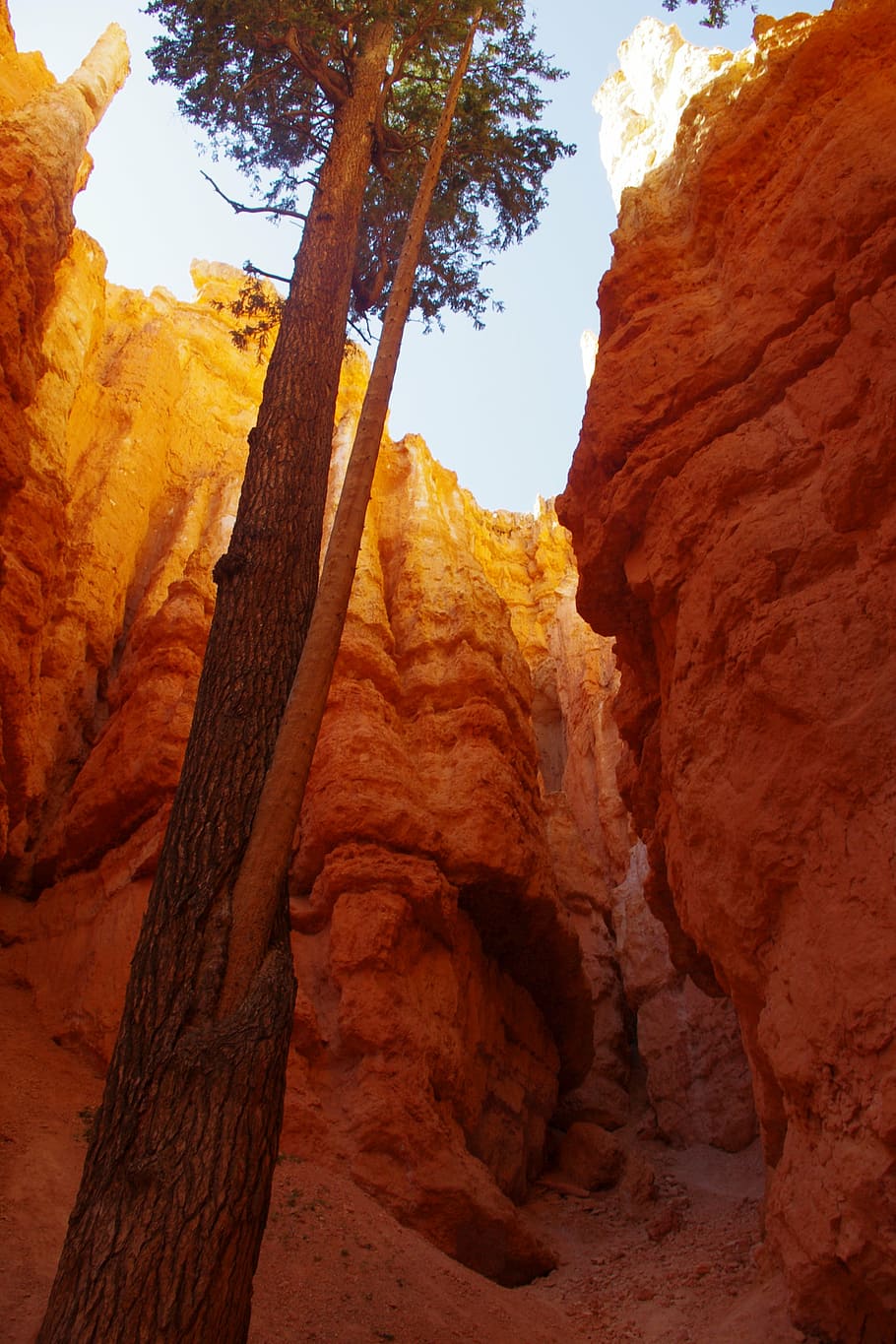 bryce, canyon, tree, rock, formation, sky, perspective, national HD wallpaper