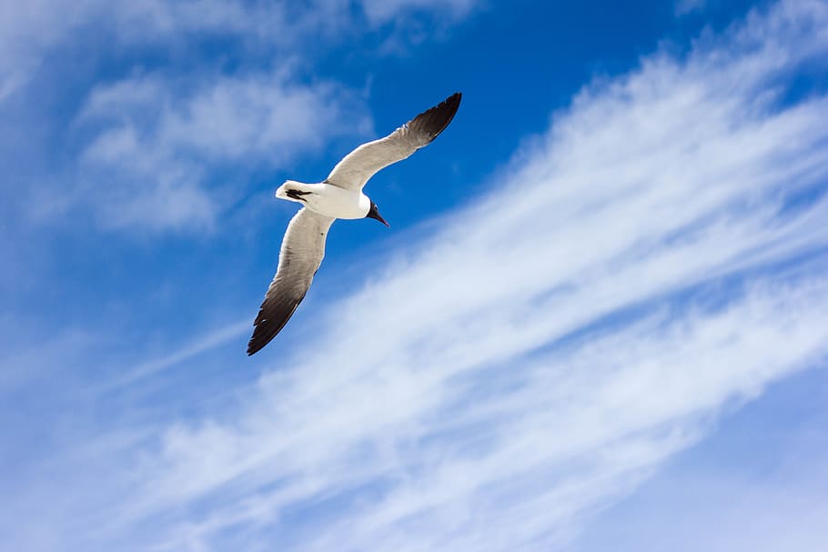 animal, bird, blue, clouds, flying, sky, animal themes, animal wildlife HD wallpaper