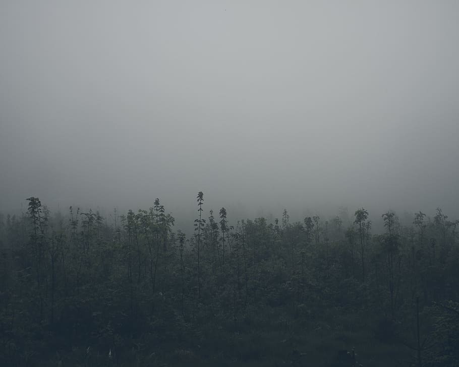 landscape photography of green leaf trees under cloudy sky, trees covered with fog HD wallpaper