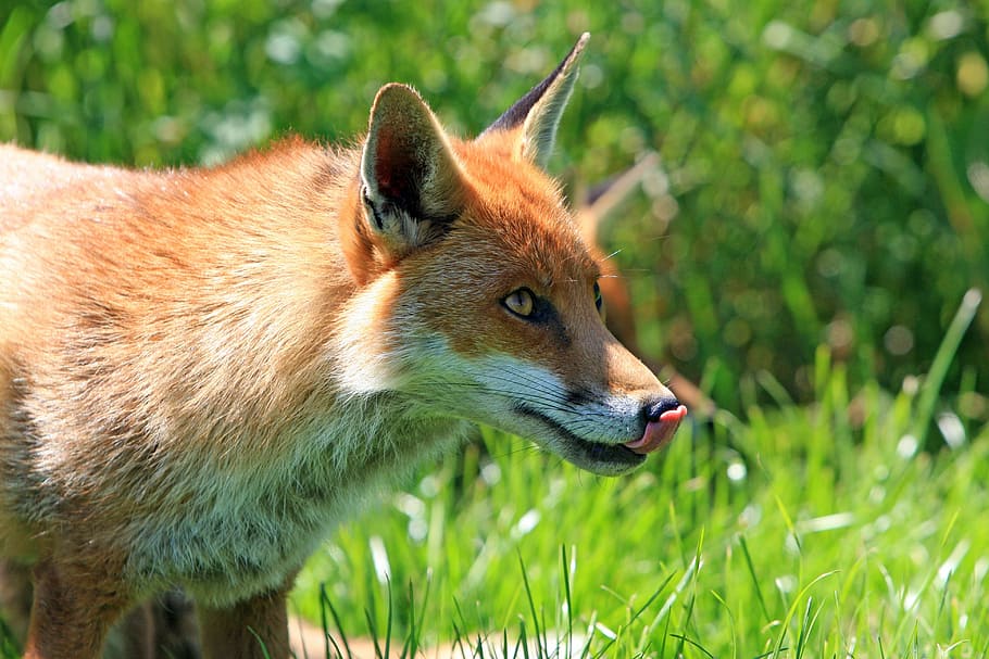 red fox on grass ground during daytime, licking, lips, licking lips HD wallpaper