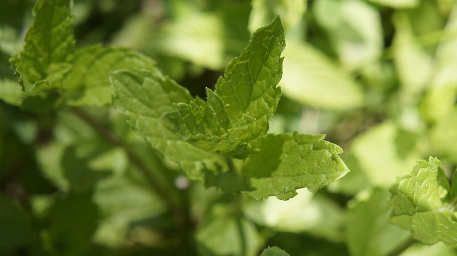 leaf, flora, nature, herbal, freshness, green color, plant part HD wallpaper