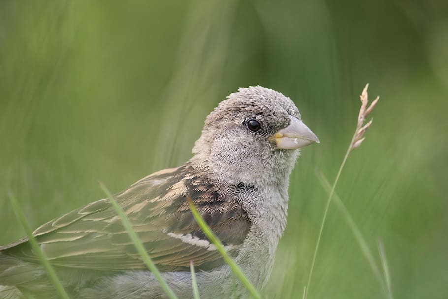 sperling, sparrow, bird, close, sparrows, one animal, animal wildlife HD wallpaper