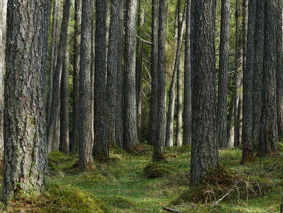 green tree log during daytime, larch forest, tree trunks, strains HD wallpaper