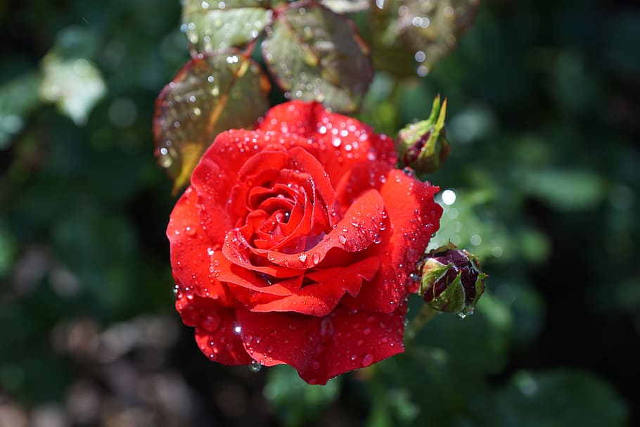 tilt shift photography of red rose, flower, nature, plant, spa, HD wallpaper