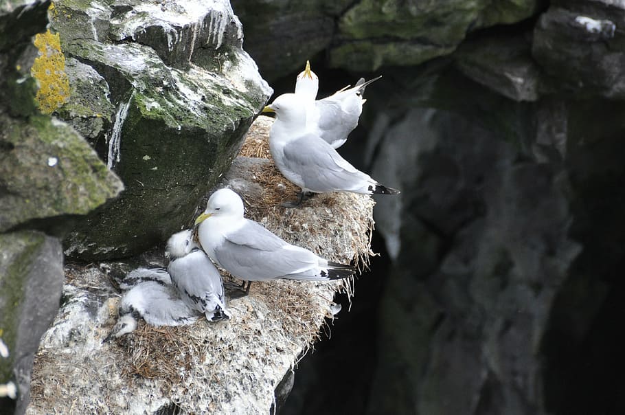 gulls, box wall, birds, sitting, sea, nest, nature, animal HD wallpaper