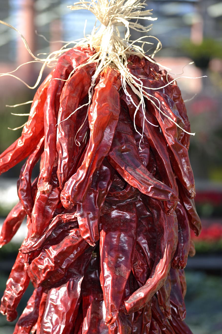 Chili Pepper, Spice, red, food and drink, no people, close-up HD wallpaper
