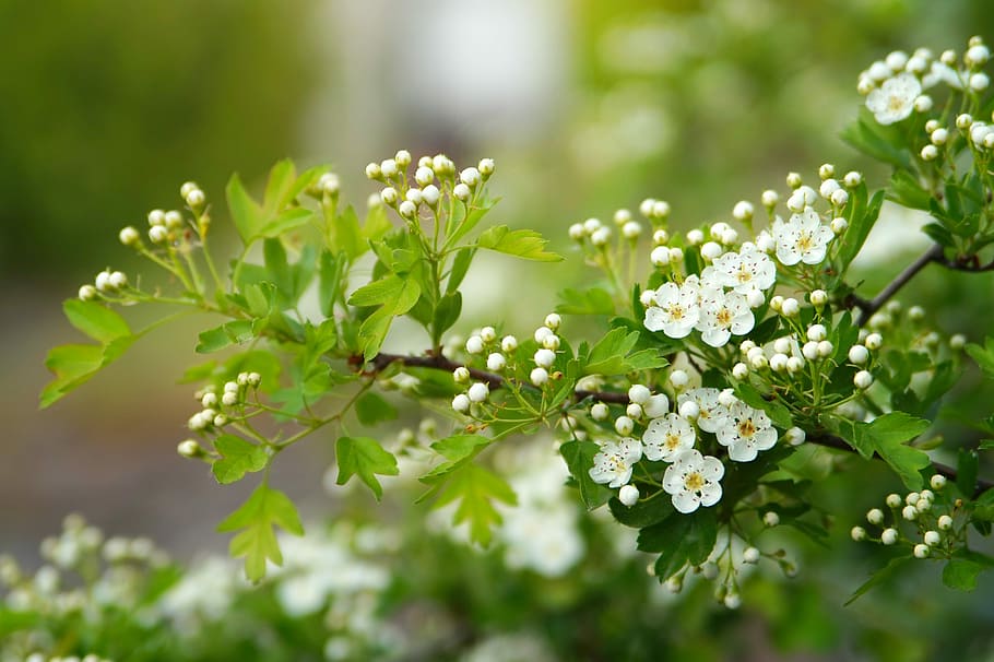 selective focus photography of white flower, nature, plant HD wallpaper