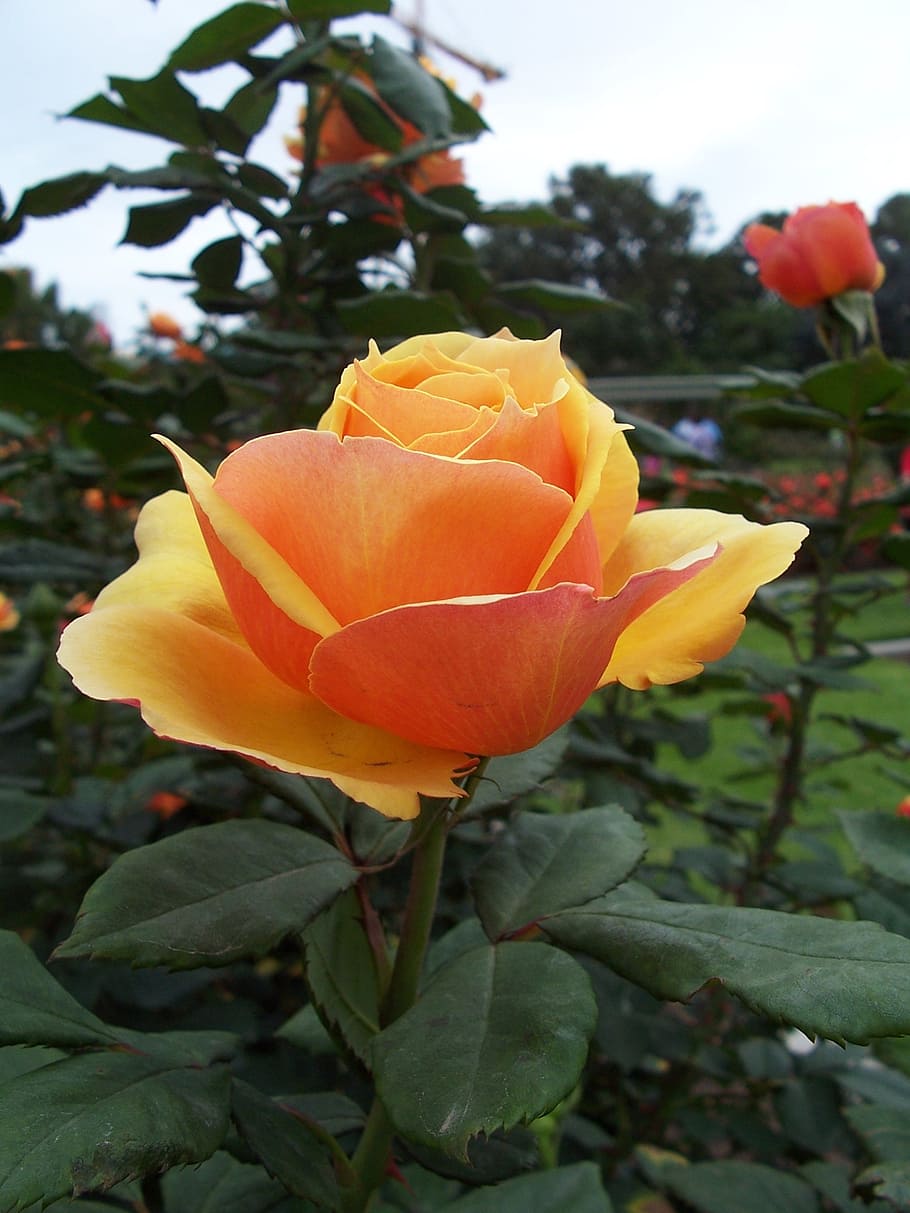 single, peach, rose, plant, flowering plant, petal, beauty in nature HD wallpaper
