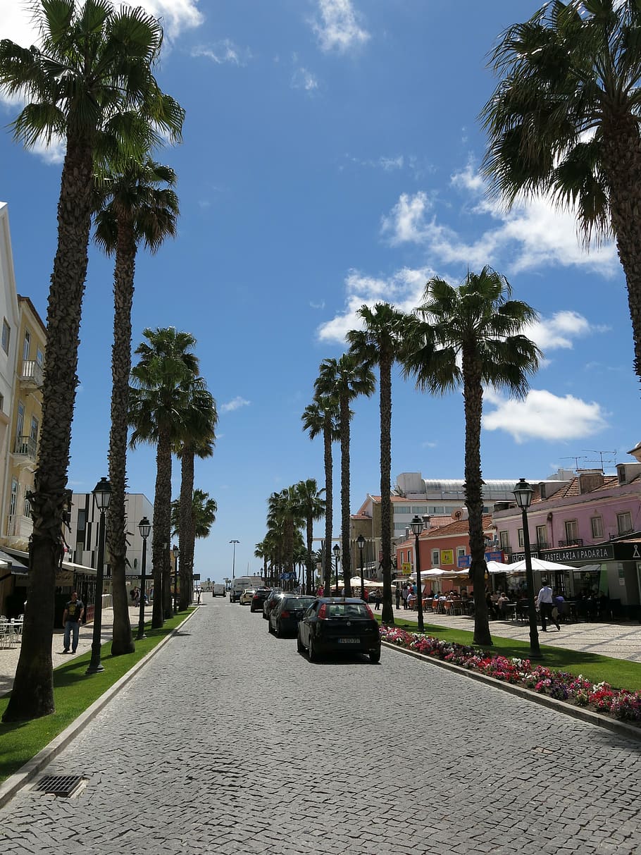 palm trees, road, cascais, portugal, summer, sun, holiday, transportation