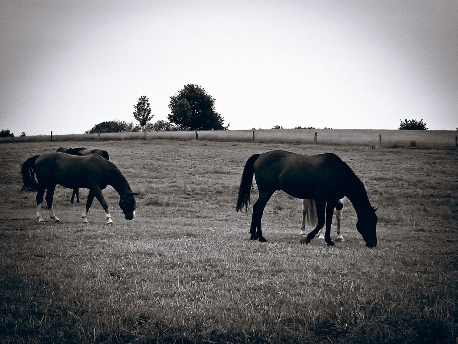 horses, pasture, graze, coupling, nature, grass, brown, horse pasture HD wallpaper