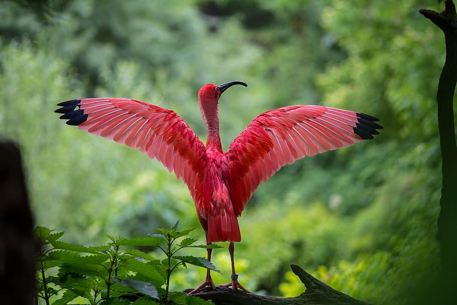 scarlet ibis bird perching on branch of tree, red, animals, nature, HD wallpaper