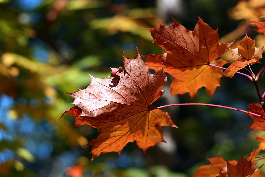 Close-up shot of tree leaves in Autumn colours, image captured in the woods of Kent, England, HD wallpaper