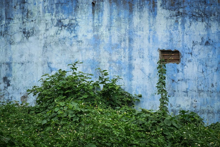 green leafed plants on white and blue concrete wall, blue house with green vines