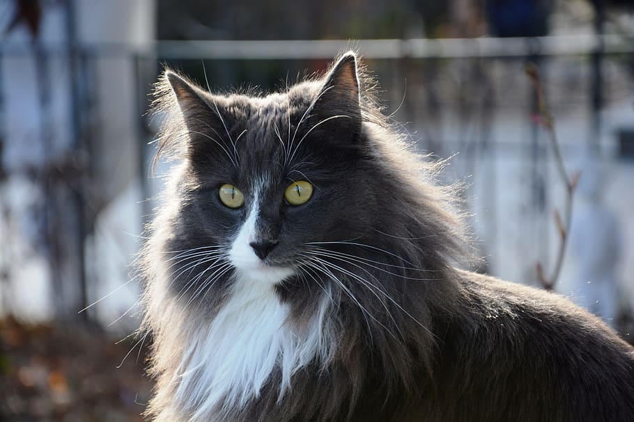 wildlife photography of long-haired black cat, cat face, grey HD wallpaper