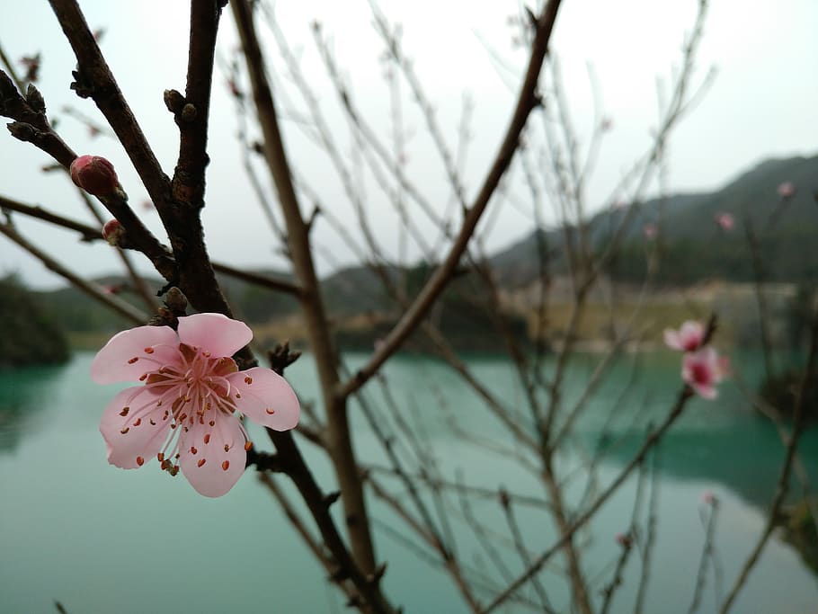 flower, branch, tree, nature, plant, flowering plant, beauty in nature HD wallpaper