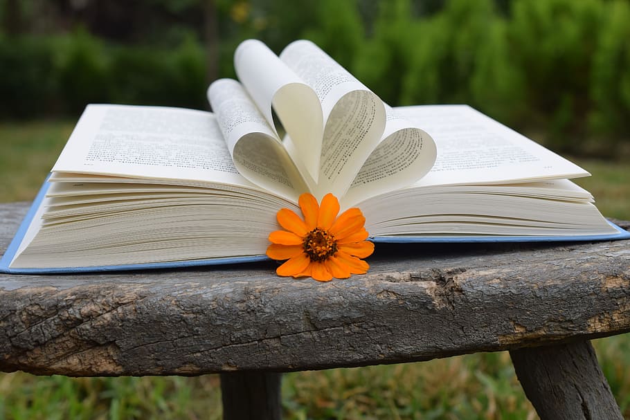 book, flowers, orange, out, flowering plant, publication, focus on foreground HD wallpaper
