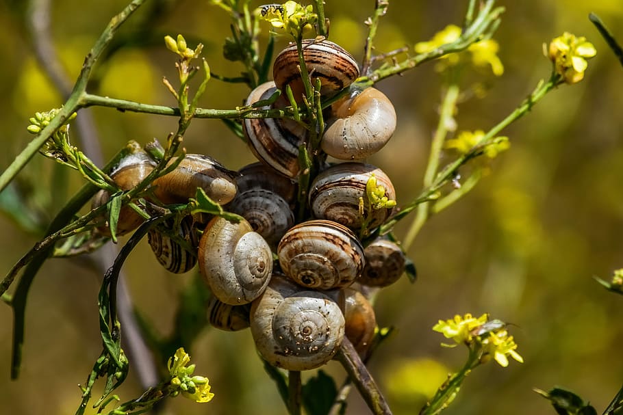 nature, flora, leaf, snails, colony, wildlife, close-up, plant HD wallpaper