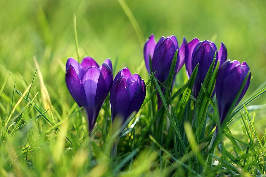 crocus, purple, spring, spring flower, early bloomer, violet HD wallpaper