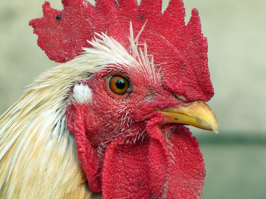 close-up view of chicken, hen, bird, poultry, animal themes HD wallpaper