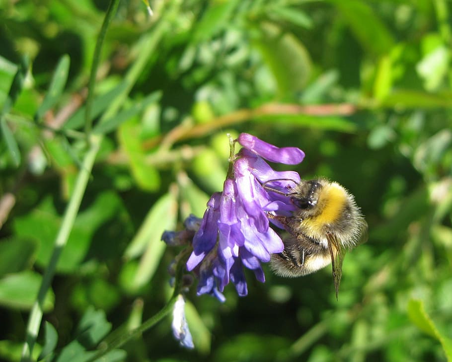 summer, flower, bee, close-up, insect, nature, pollination HD wallpaper