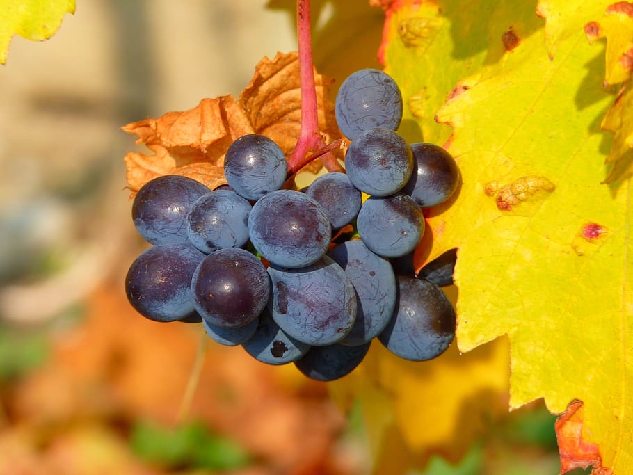 Grape, Grapes, Fruit, Vine, Cultivation, wine, blue, food and drink HD wallpaper