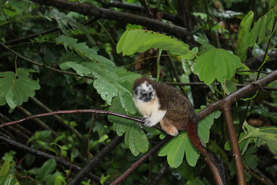 monkey, nature, wildlife, primate, animal, wilderness, one animal HD wallpaper