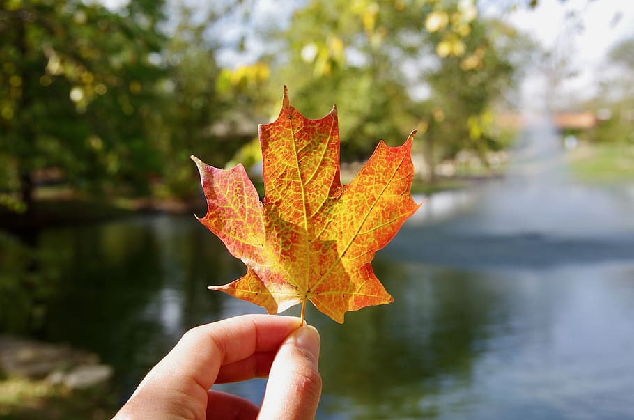 fall, nature, leaf, outdoors, tree, pond, human hand, autumn HD wallpaper