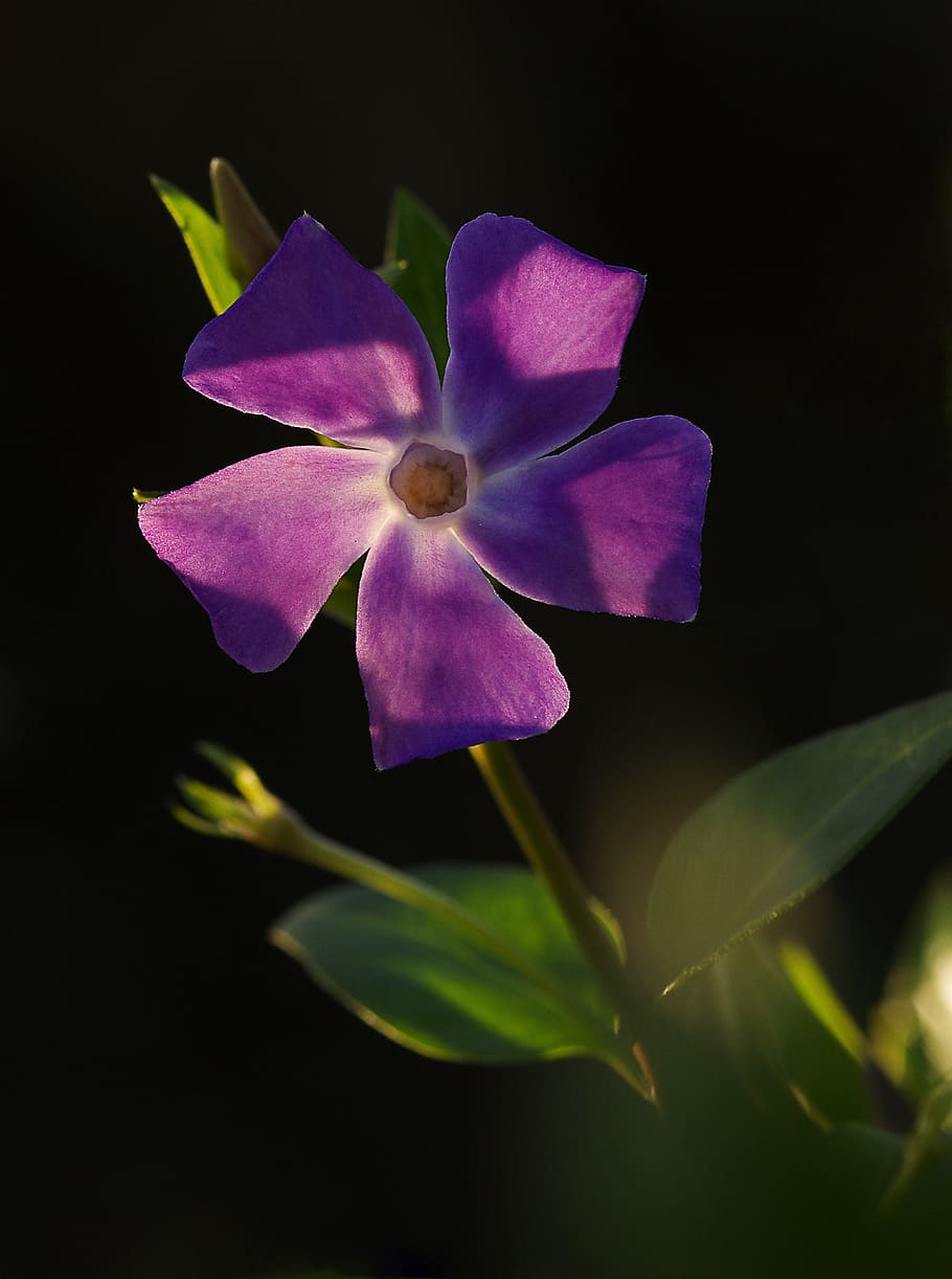 pervenche, flower, purple, nature, plant, petal, flower Head HD wallpaper