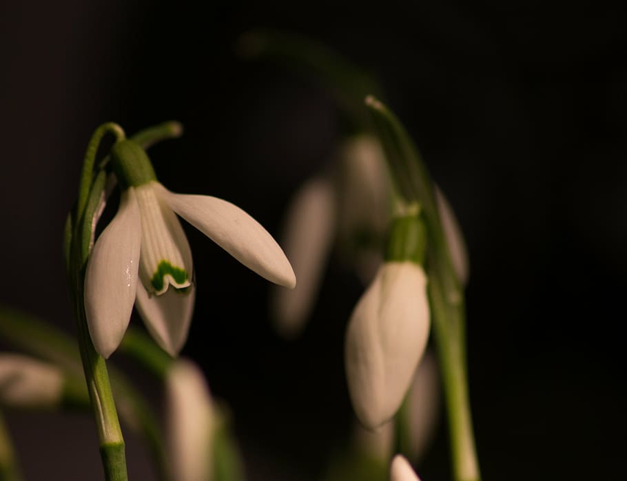 snowdrop, macro, white flowers, spring, freshness, plant, beauty in nature HD wallpaper