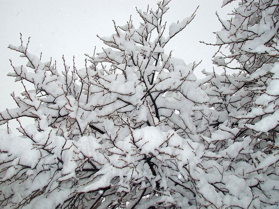 tree, sky, snow, storm, branch, nature, plant, no people, beauty in nature HD wallpaper