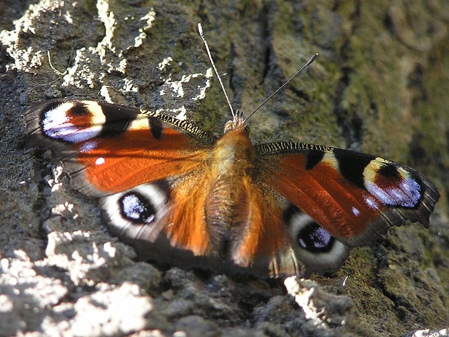 nature, animals, butterfly, insect, invertebrate, animal themes HD wallpaper