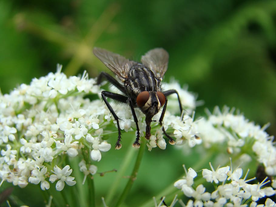 Fly, Insect, Flower, one animal, animals in the wild, animal themes HD wallpaper