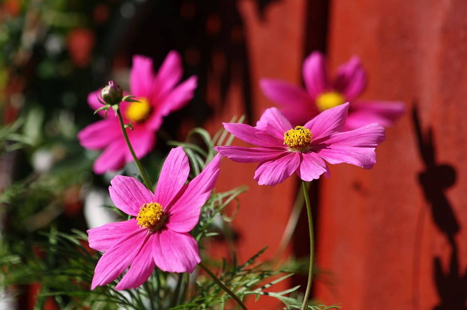Flower, Pink, Flora, Nature, summer, red house, petal, pink color HD wallpaper